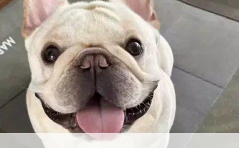 比熊犬咳嗽应对策略：科学养护，快速恢复