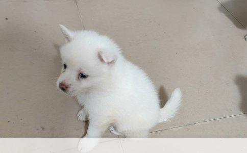 牧羊犬价格解析