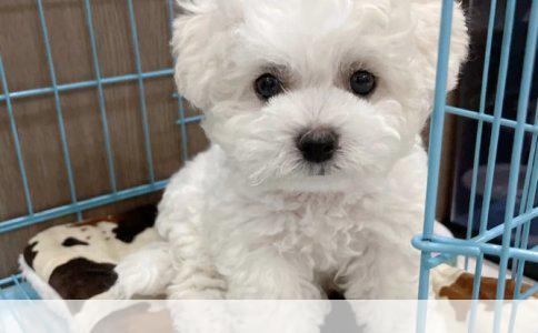 揭秘比熊犬“神经质”行为背后的真相