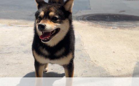 养一只比熊犬一个月的开支预算