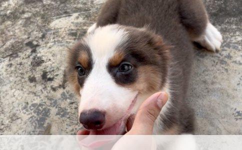 贵宾犬：优雅与忠诚的完美结合