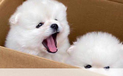 雪域灵犬：爱斯基摩犬、哈士奇、西伯利亚雪橇犬、萨摩耶与阿拉斯加雪橇犬的独特魅力