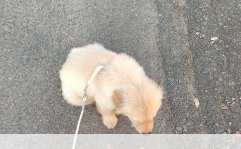 犬种选择：拉布拉多犬、柴犬、柯基的全面对比