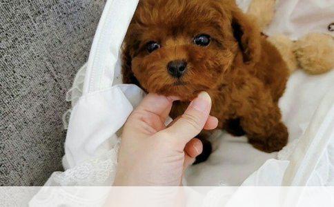 吉娃娃的养护之道：科学饲养，健康成长