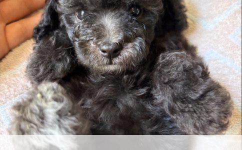 智者之选：探索犬类智商巅峰的品种