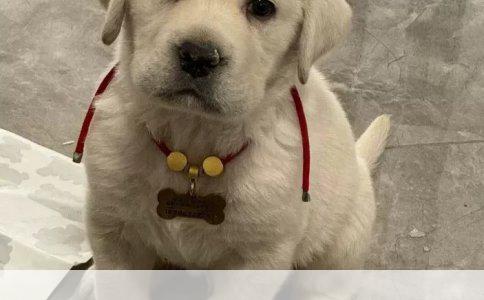 探索小型犬的多样魅力：从贵宾到吉娃娃，10大可爱品种全解析