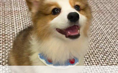 品种解析：温顺可人的狗狗原来是这样的品种