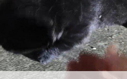 法国斗牛犬与英国斗牛犬：外貌、性格及用途的深度解析