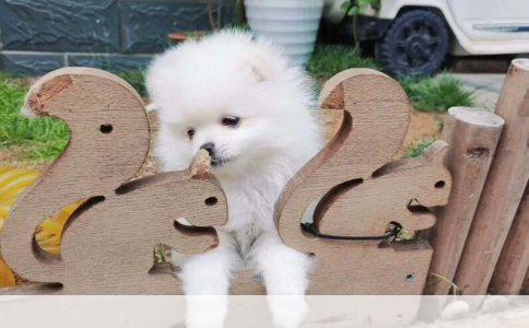 揭秘家宠之谜：解码你家狗狗的品种秘密