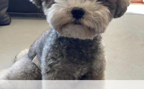 不知道养哪种好？卡斯罗、比特、杜高犬、罗威纳犬、杜宾犬，我该选谁？