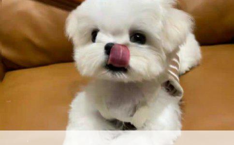 全白色的狗是什么品种？这些雪团子确实让人挪不开眼