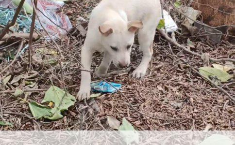 纯种拉布拉多犬的特征及品质详解