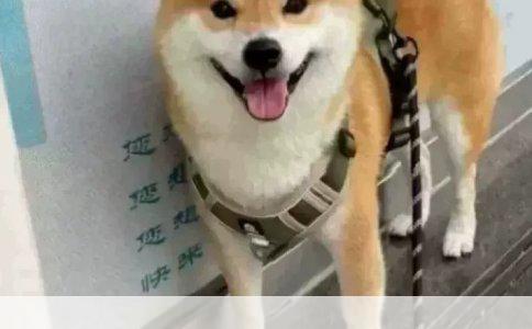 探索微妙奇迹：文昌鱼的独特体型构造