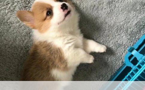 边境牧羊犬八个月仍爱闹：理解与应对策略