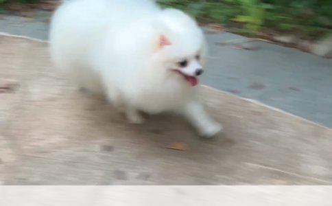 金毛犬的猫样风采