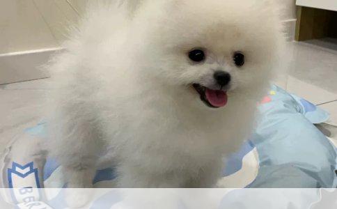 宠物美容培训学校口碑之选：深度剖析与实操指南