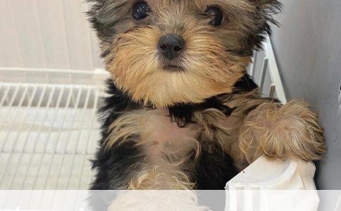 探寻纯种赛级柯基犬：从犬舍到赛场的旅程