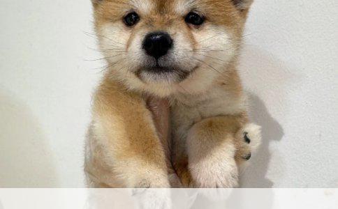 比熊幼犬价格揭秘：影响因素与市场行情概览
