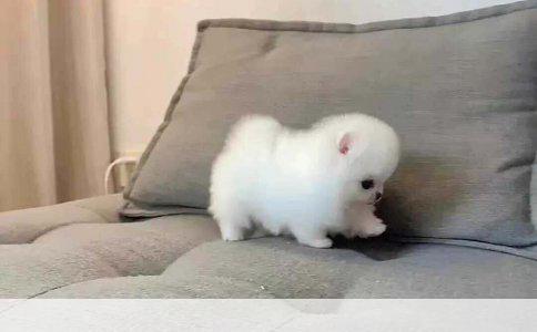 狗狗与猪的寿命之谜：解析动物寿命的差异与影响因素