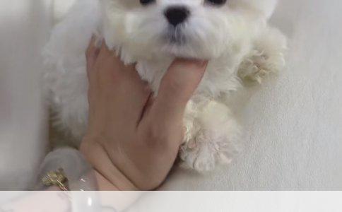 狗狗智商排行：揭秘哪些犬种最聪明