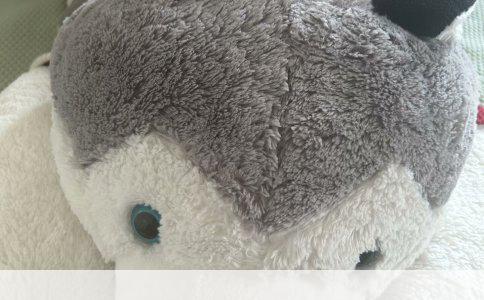 天津养狗选择：比熊、贵宾与英国古代牧羊犬的全面解析