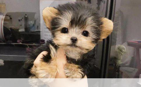 给宝宝买保险哪种合适