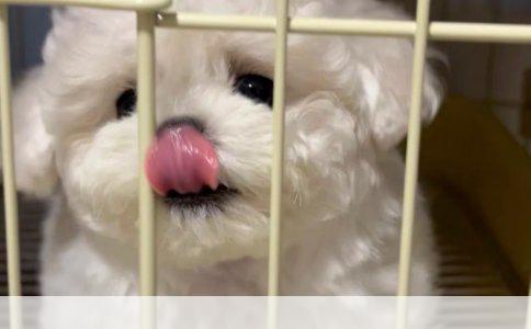 哈士奇：初次养狗的完美伴侣