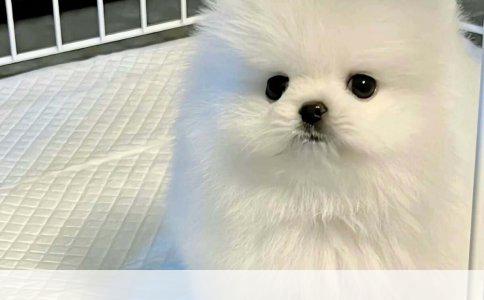 博美犬的天然狗粮选择：探寻最佳品牌与营养指南
