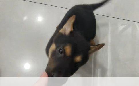 工伤保险条例下工会组织对工伤职工权益的守护与用人单位责任