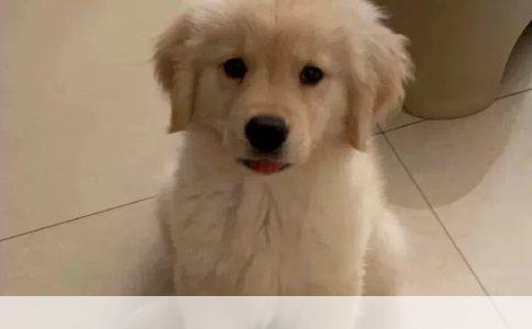 揭秘宠物界的小精灵：并非吉娃娃的真相探索