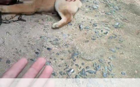 皇家狗粮分类解析：超越A3CC的多样选择与差异