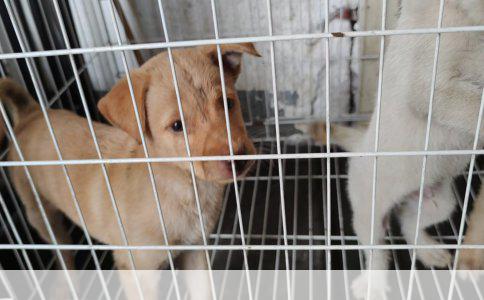 伯恩山犬智商排名：第22位的智慧之选