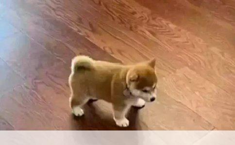 帮我看下这是什么品种的狗