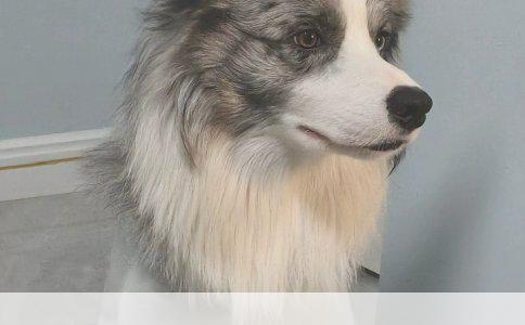 蝴蝶犬大小便训练全攻略：从基础到进阶的实用指南