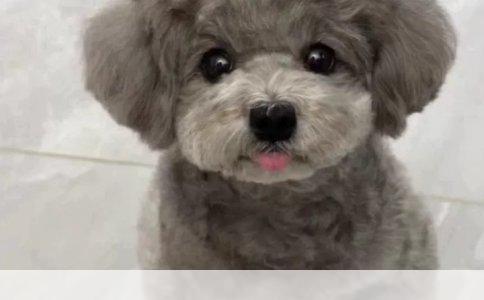藏獒真能单挑狼豹狮虎？网上那些神吹该歇歇了