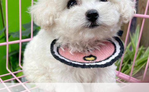 3个月博美幼犬：选择最佳狗粮的实用指南