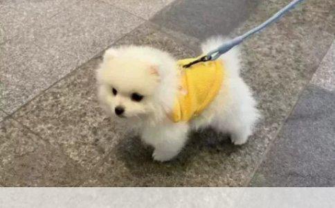 土狗与伯恩山犬杂交：探索这一独特品种的潜在价格与价值