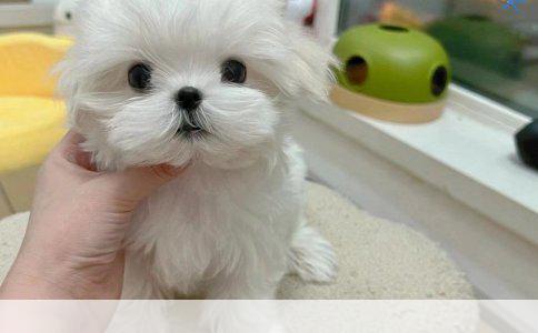 狗狗寿命的奥秘：探寻健康狗的最长寿命