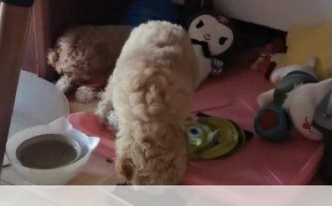 比熊犬没精神就睡：探究其潜在健康问题与应对策略
