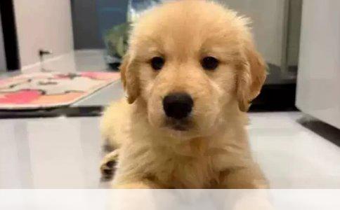 在广州买沙皮或英国斗牛犬，想找便宜的渠道，核心是分清“便宜”和“捡漏”的界限。沙皮狗是广东本地犬种，价格比北方城市有优势；英国斗牛犬则完全是另一套行情。下面直接说具体能去的地方和真实价格区间。