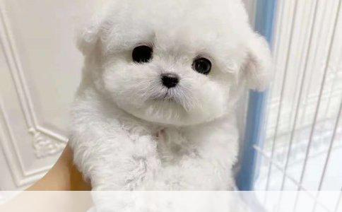 藏獒的寿命有多长