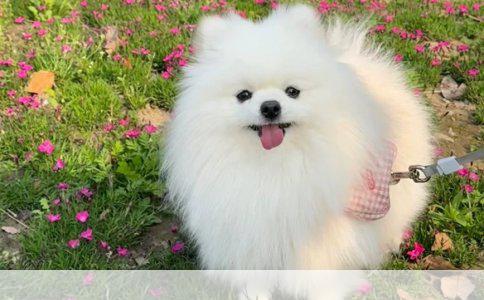 茶杯贵宾犬的养护之道