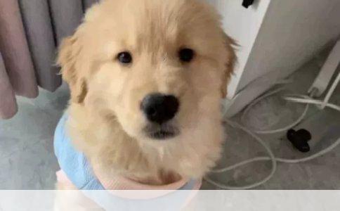 狗的寿命与人类年轮的映照