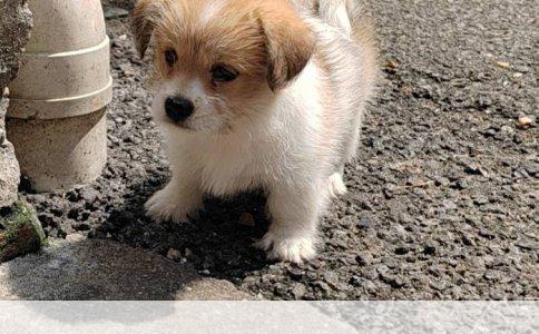 幼狗品种详细介绍的实用指南