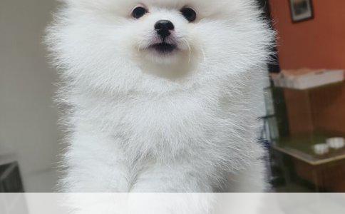 雪纳瑞、柯基、美国恶霸犬与罗威纳犬：哪种最适合你？