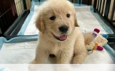 灰色茶杯泰迪狗粮牌子推荐