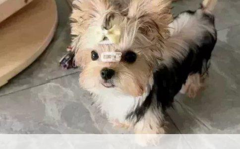 博美犬3个月：科学喂养的黄金时期