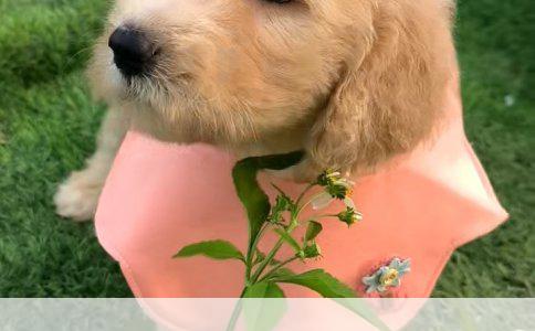 牛头梗与藏獒：犬种特性及实力对比分析