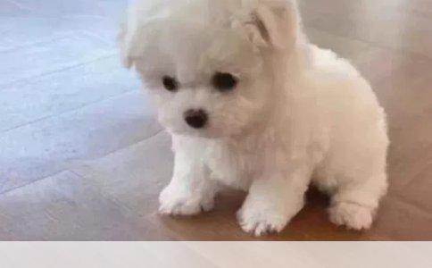 八哥犬大小便训练指南：科学方法与实用技巧