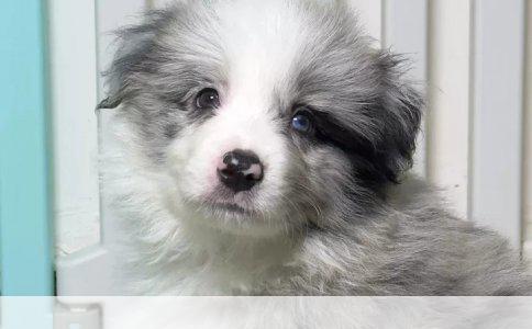 初生之犊：为宝宝选择合适的保险——守护成长的第一步